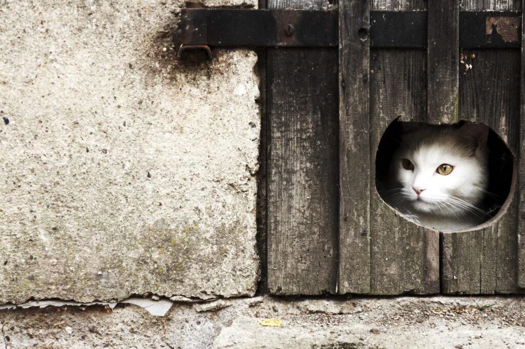 Gattaiola, la porta basculante per gatti liberi di muoversi